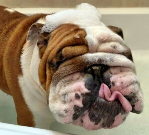 buddy the bulldog (1)