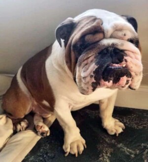 buddy the bulldog (10)