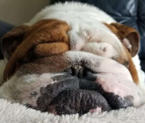 buddy the bulldog (11)