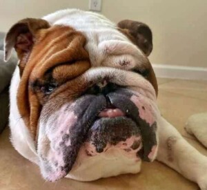 buddy the bulldog (12)