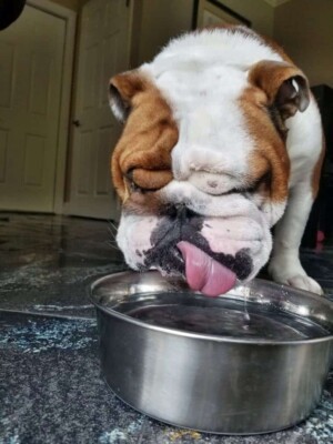 buddy the bulldog (2)