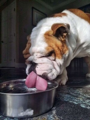 buddy the bulldog (3)