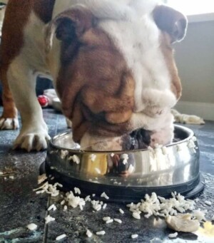 buddy the bulldog (4)