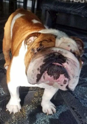 buddy the bulldog (5)
