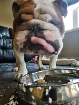 buddy the bulldog (6)