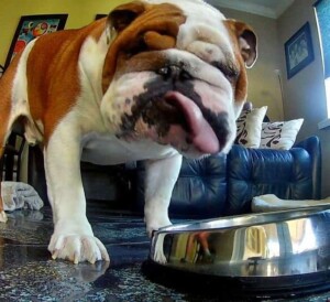 buddy the bulldog (7)