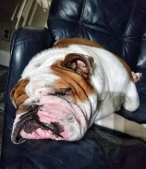 buddy the bulldog (8)