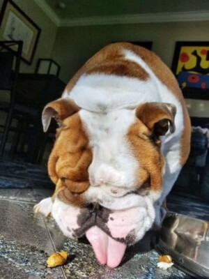 buddy the bulldog (9)