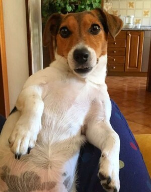 dalia bau the jrt (10)