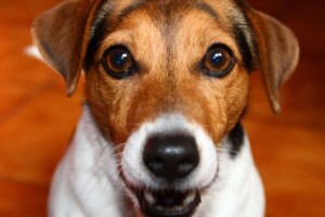 dalia bau the jrt (11)