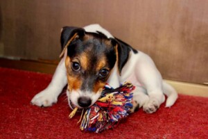 dalia bau the jrt (2)