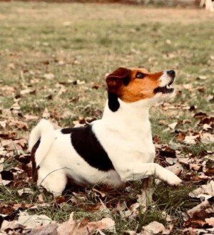 dalia bau the jrt (4)