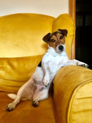 dalia bau the jrt (4)