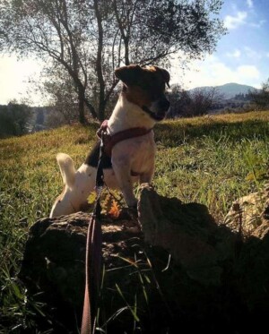 dalia bau the jrt (5)