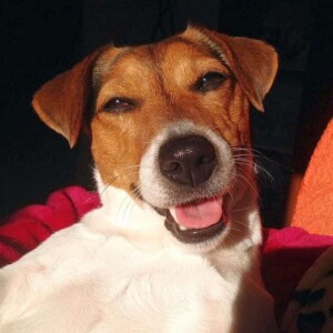 dalia bau the jrt (6)