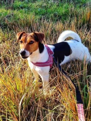 dalia bau the jrt (7)