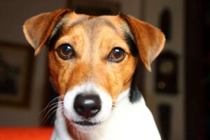 dalia bau the jrt (7)