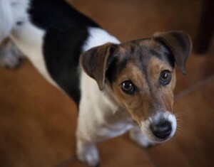 dalia bau the jrt (8)
