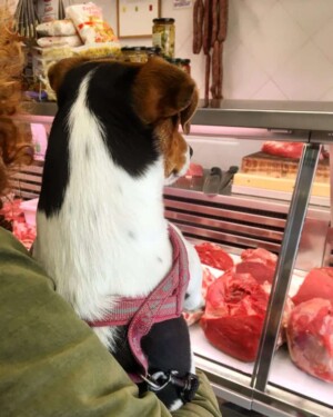 dalia bau the jrt (9)