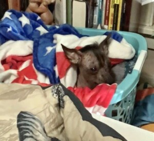 de the xolo by rachelle h