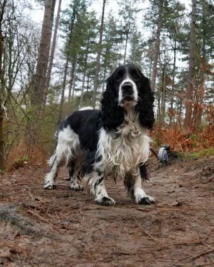 dex the cocker spaniel (11)