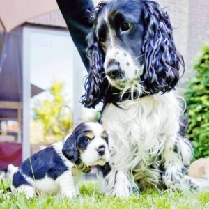 dex the cocker spaniel (12)