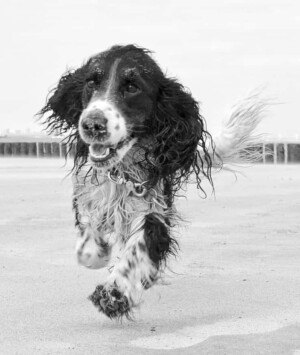 dex the cocker spaniel (13)