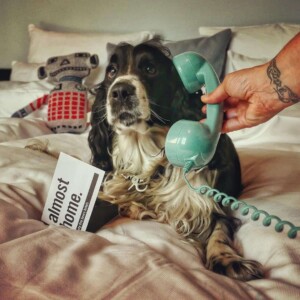 dex the cocker spaniel (14)