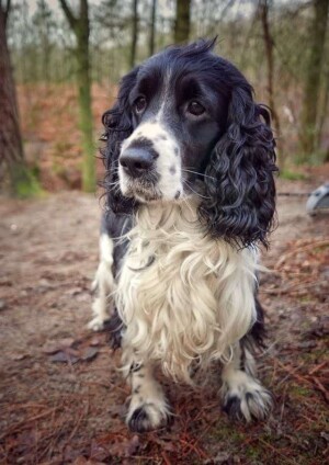 dex the cocker spaniel (15)
