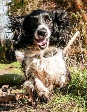 dex the cocker spaniel (16)