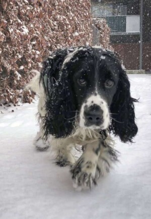 dex the cocker spaniel (17)
