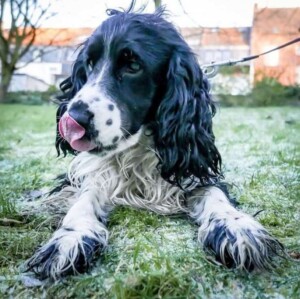 dex the cocker spaniel (19)