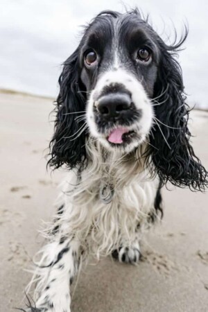 dex the cocker spaniel (2)
