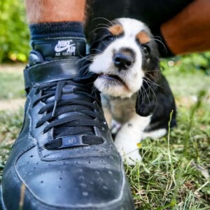 dex the cocker spaniel (3)