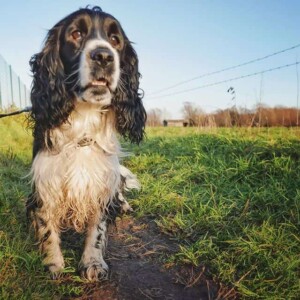 dex the cocker spaniel (3)