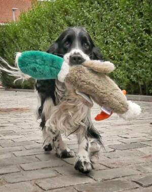 dex the cocker spaniel (9)