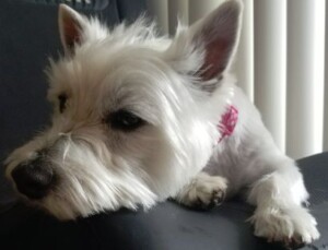 fiona the westie relaxing by fiona r