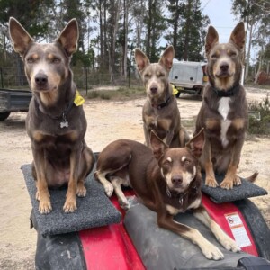 four kelpie squad