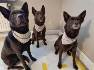 h'ayki, pepsi and tequila the kelpie squad by lindsey van b
