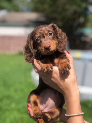 harper the mini dachshund by ashley s