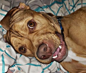 hey my names jake (4)