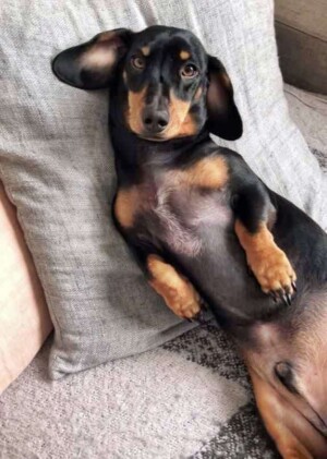 hugo the dachshund by jenna e