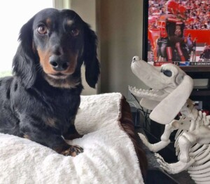 iggy the dachshund and friend by iggythemini