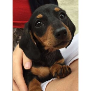 iggy the mini dachshund by iggy the mini