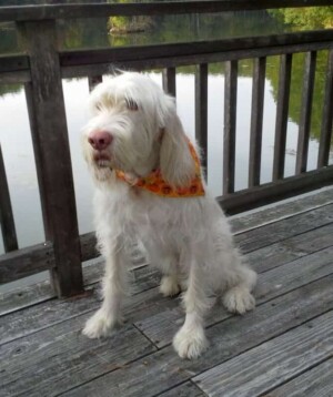 iizzie the spinone by ch