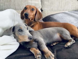 jazz & bimba the dachshunds by jazz