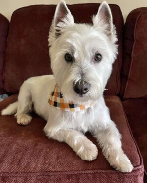 jack the westie by chickie
