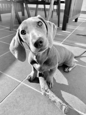 jazz the dachshund in black and white by jazz