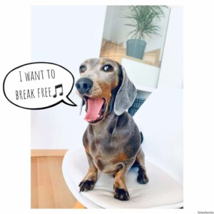 jazz the dachshund is singing by jazzthebluesausage