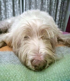 juno the spinone italiano by mia m